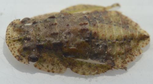 Ledra aurita